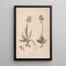 Herbier de la flore française Pl1021 - Louis Antoine Cusin — framed artwork on a wall