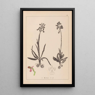 Herbier de la flore française Pl1021 - Louis Antoine Cusin — framed artwork on a wall