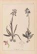 Herbier de la flore française Pl1021 - Louis Antoine Cusin — artwork view