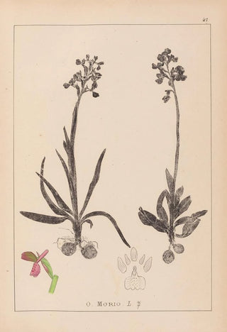 Herbier de la flore française Pl1021 - Louis Antoine Cusin — artwork view
