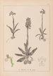 Herbier de la flore française Pl1022 - Louis Antoine Cusin — artwork view