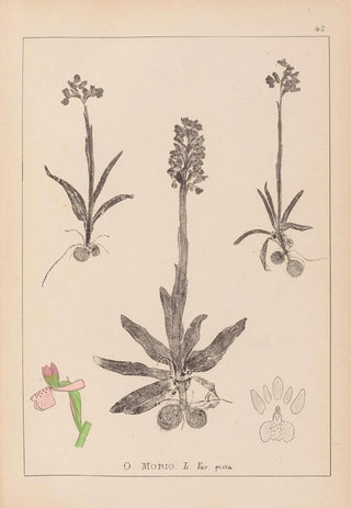 Herbier de la flore française Pl1022 - Louis Antoine Cusin — artwork view