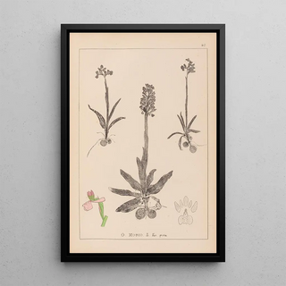 Herbier de la flore française Pl1022 - Louis Antoine Cusin — framed artwork on a wall