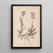 Herbier de la flore française Pl1023 - Louis Antoine Cusin — framed artwork on a wall
