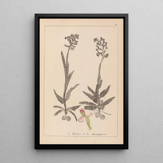 Herbier de la flore française Pl1023 - Louis Antoine Cusin — framed artwork on a wall