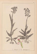 Herbier de la flore française Pl1023 - Louis Antoine Cusin — artwork view