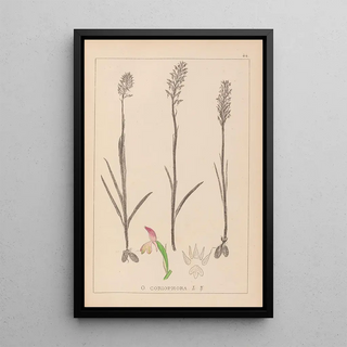 Herbier de la flore française Pl1024 - Louis Antoine Cusin — framed artwork on a wall