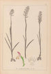 Herbier de la flore française Pl1024 - Louis Antoine Cusin — artwork view