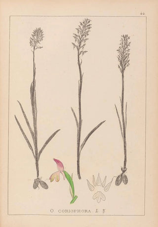 Herbier de la flore française Pl1024 - Louis Antoine Cusin — artwork view