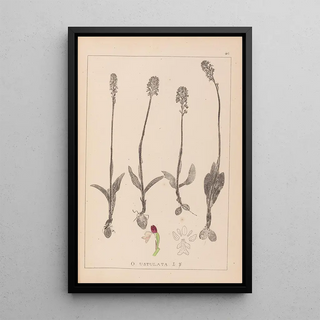 Herbier de la flore française Pl1026 - Louis Antoine Cusin — framed artwork on a wall