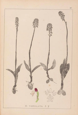 Herbier de la flore française Pl1026 - Louis Antoine Cusin — artwork view