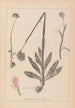 Herbier de la flore française Pl1027 - Louis Antoine Cusin — artwork view