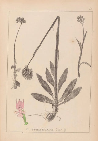 Herbier de la flore française Pl1027 - Louis Antoine Cusin — artwork view