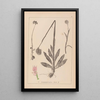 Herbier de la flore française Pl1027 - Louis Antoine Cusin — framed artwork on a wall