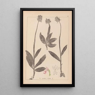 French flora herbarium painting Pl1028 - Louis Antoine Cusin — framed artwork on a wall