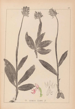 French flora herbarium painting Pl1028 - Louis Antoine Cusin — artwork view