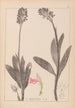 Herbier de la flore française Pl1029 - Louis Antoine Cusin — artwork view