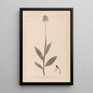 Herbier de la flore française Pl1030 - Louis Antoine Cusin — framed artwork on a wall