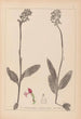 Herbier de la flore française Pl1031 - Louis Antoine Cusin — artwork view