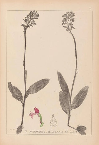 Herbier de la flore française Pl1031 - Louis Antoine Cusin — artwork view