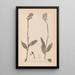 Herbier de la flore française Pl1031 - Louis Antoine Cusin — framed artwork on a wall