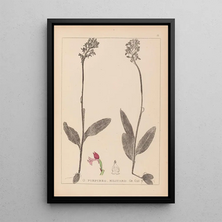 Herbier de la flore française Pl1031 - Louis Antoine Cusin — framed artwork on a wall