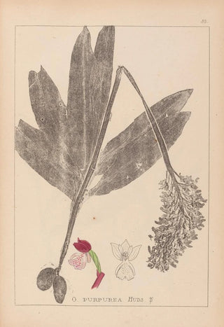 Herbier de la flore française Pl1032 - Louis Antoine Cusin — artwork view