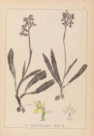Herbier de la flore française Pl1033 - Louis Antoine Cusin — artwork view