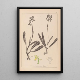 Herbier de la flore française Pl1033 - Louis Antoine Cusin — framed artwork on a wall