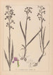 Herbier de la flore française Pl1034 - Louis Antoine Cusin — artwork view