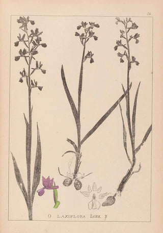 Herbier de la flore française Pl1034 - Louis Antoine Cusin — artwork view