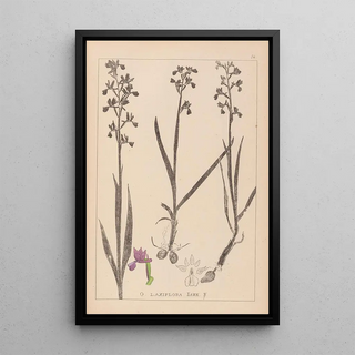 Herbier de la flore française Pl1034 - Louis Antoine Cusin — framed artwork on a wall