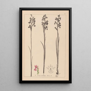 Herbier de la flore française Pl1035 - Louis Antoine Cusin — framed artwork on a wall