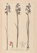 Herbier de la flore française Pl1035 - Louis Antoine Cusin — artwork view