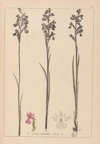 Herbier de la flore française Pl1035 - Louis Antoine Cusin — artwork view