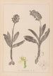 Herbier de la flore française Pl1036 - Louis Antoine Cusin — artwork view