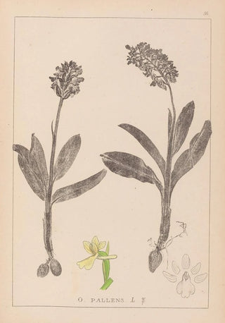 Herbier de la flore française Pl1036 - Louis Antoine Cusin — artwork view