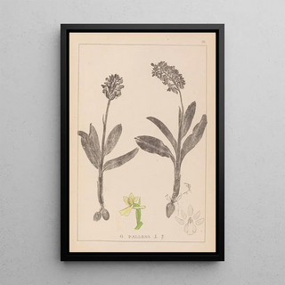 Herbier de la flore française Pl1036 - Louis Antoine Cusin — framed artwork on a wall
