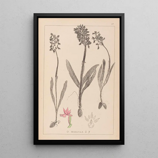 Herbier de la flore française Pl1037 - Louis Antoine Cusin — framed artwork on a wall