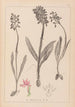 Herbier de la flore française Pl1037 - Louis Antoine Cusin — artwork view