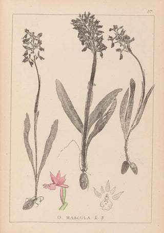 Herbier de la flore française Pl1037 - Louis Antoine Cusin — artwork view