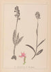 Herbier de la flore française Pl1038 - Louis Antoine Cusin — artwork view