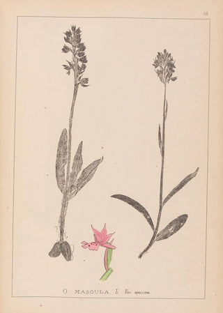 Herbier de la flore française Pl1038 - Louis Antoine Cusin — artwork view