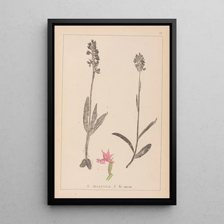 Herbier de la flore française Pl1038 - Louis Antoine Cusin — framed artwork on a wall