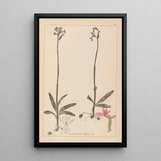 Herbier de la flore française Pl1039 - Louis Antoine Cusin — framed artwork on a wall