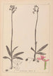 Herbier de la flore française Pl1039 - Louis Antoine Cusin — artwork view