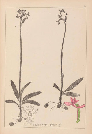 Herbier de la flore française Pl1039 - Louis Antoine Cusin — artwork view