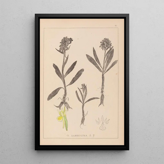 Herbier de la flore française Pl1041 - Louis Antoine Cusin — framed artwork on a wall