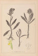 Herbier de la flore française Pl1041 - Louis Antoine Cusin — artwork view