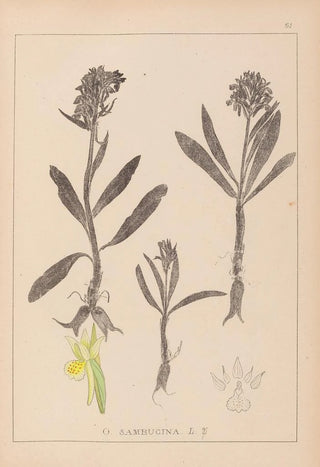 Herbier de la flore française Pl1041 - Louis Antoine Cusin — artwork view